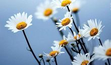 我是一朵小雏菊_1000字