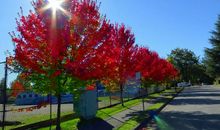 温哥华街头的奇景_800字