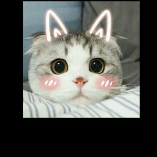 尹猫_500字