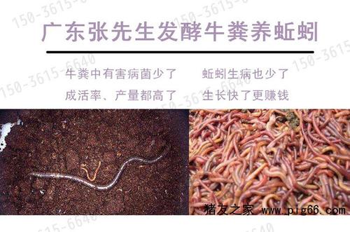 蚓冒险先生_1200字