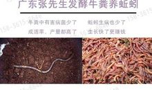 蚯蚓先生历险记_1200字