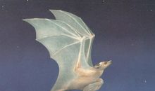 周邦彦：《拜星月》