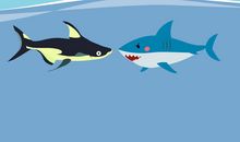 鲨鱼与鱼