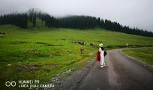 忍不住要点一个赞_2000字