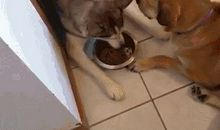 一只让我敬佩的狗_500字