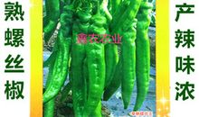 [青春征文]早熟的果实_1200字