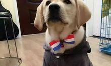 我们的朋友--狗_100字