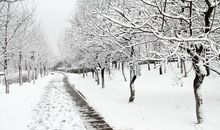 大连冬天的第一场雪_500字