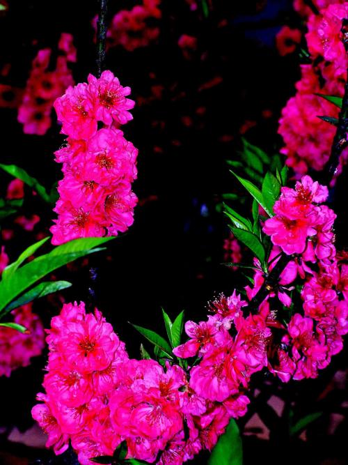 桃花在3月_550字