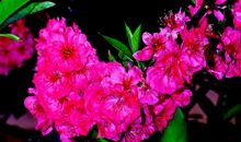 三月里的桃花_550字