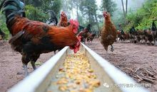 只图凉快的山鸡