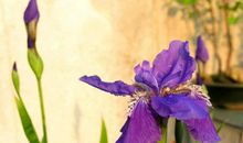 残缺的美丽更完美_400字