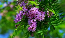 五月槐香润滨城_900字