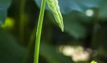 “太”优越之忧_750字