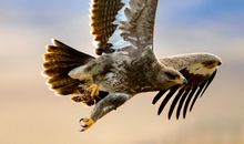 敢于翱翔，才能翱翔