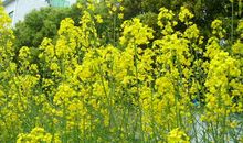 [春天来了]春天的花园_500字