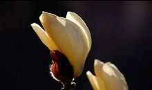 [春天来了]落影疏斜春花浅_1200字