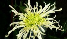 清明哀思的句子90句_3000字