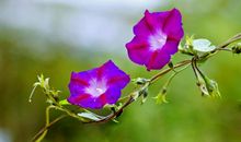 小蜗牛与牵牛花