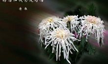 清明悼念亲人的诗词_800字