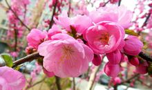 [春天来了]春景_750字