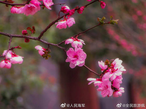 [春天来临]校园春天_1500字