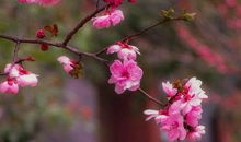 [春天来了]校园春色_1500字