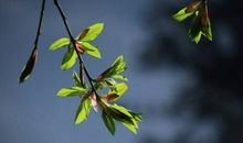 [春天来了]春风_200字