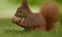 我是一只松鼠_450字