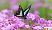 [春天来了]春天的龙湖半岛_700字