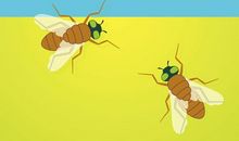 小鸟和苍蝇