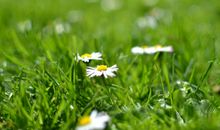 关于清明写景的好段