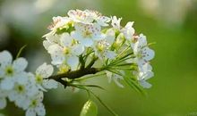 清明扫墓踏青句子_700字