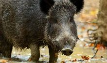 一只寻找长虫的树的熊