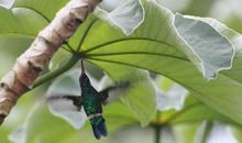 一片飞翔的叶子