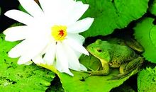 癞蛤蟆吃天鹅肉