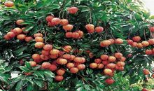 我爱故乡的荔枝_250字