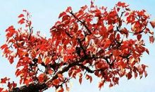 关于故乡的作文：故乡的红枫_700字