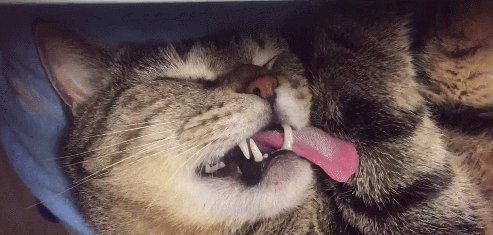 古怪的猫_200字