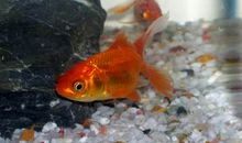 可爱的金鱼_550字