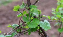 我家的葡萄树_600字