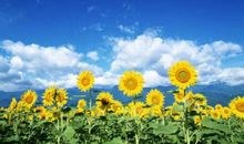 [超新星初中组]一株向日葵的故事_1200字