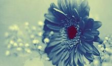 [超新星中学组]一花一世界，一树一菩提_750字