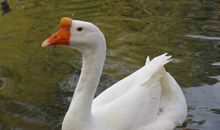 三年级看图作文：天鹅出游_550字