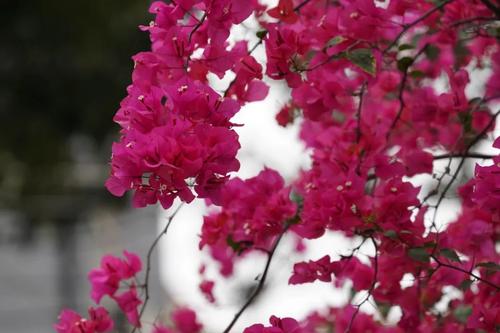 [春天来]普通_1500字