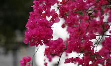 [春天来了]平凡_1500字