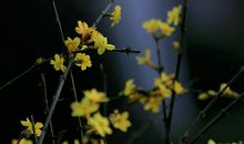 [春天来了]紫燕花开_250字