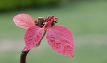 [春天来了]生机勃勃的春天_350字