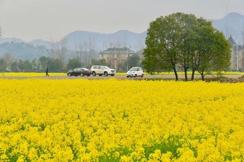 [春天即将到来]曼城在城市菜籽黄_550字