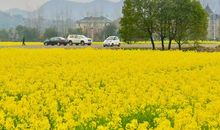 [春天来了]满城油菜满城黄_550字